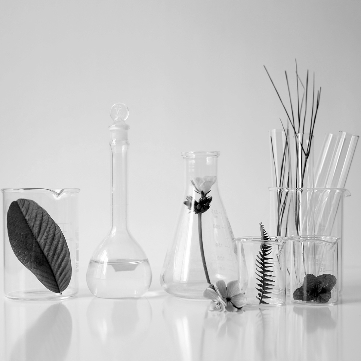 Formations individuelles - Béchers de laboratoire avec plantes.